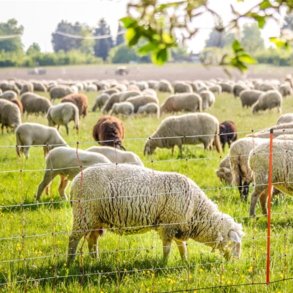 Fåre klippemaskiner