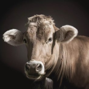 Kreaturklippemaskiner